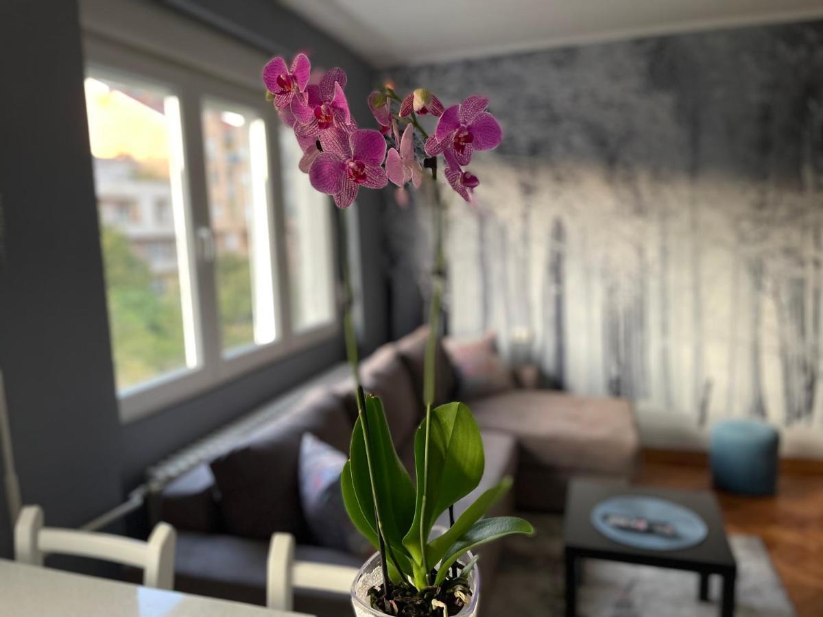 Apartman Avenia 诺威萨 外观 照片
